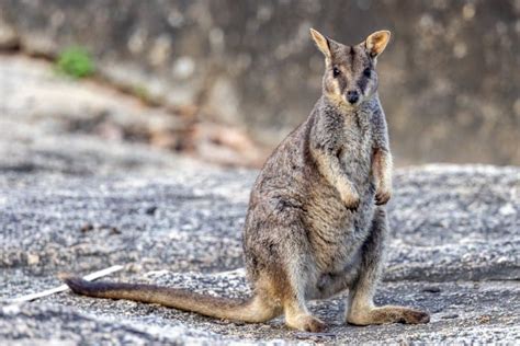 10 Astonishing Wallaby Facts - Fact Animal