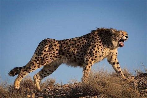 WACI Calls for Re-introduction of Cheetahs into Nigeria’s Wildlife ...