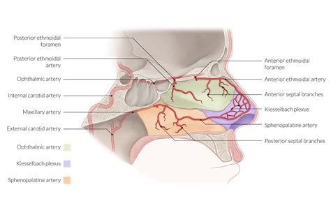 How To Get Maxillary Sinus Drain - Best Drain Photos Primagem.Org