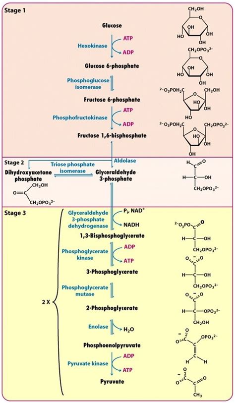 6 types of metabolic reactions Diagram | Quizlet