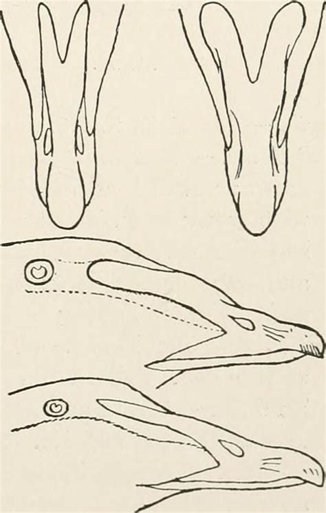 Image from page 176 of "A history of the game birds, wild-… | Flickr