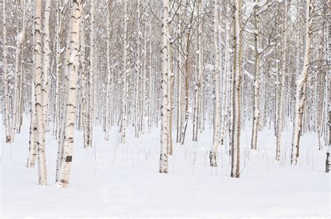 Nothing like birch trees against that beautiful winter snow. | Birch ...