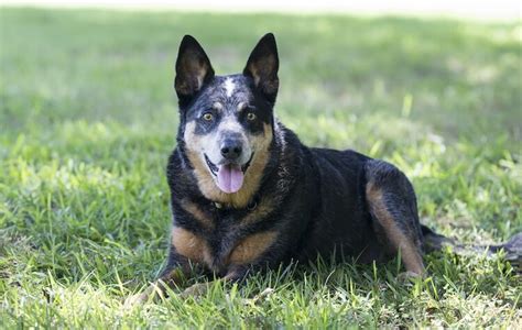 Blue Heeler Dog Breed Information: Everything You Need to Know | All ...