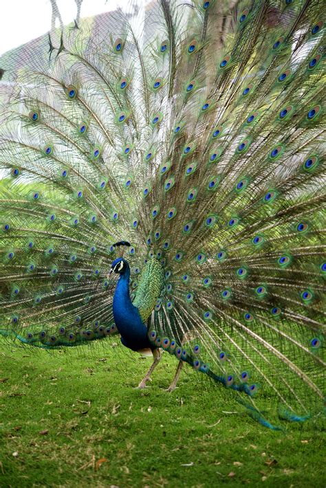 Photograph of the Indian blue peacock (P. cristatus). | Download ...