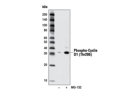 MG-132 | Cell Signaling Technology