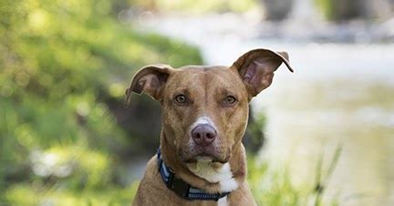 Photo Mondays: Who's a Good Dog? Why you are, Bailey!