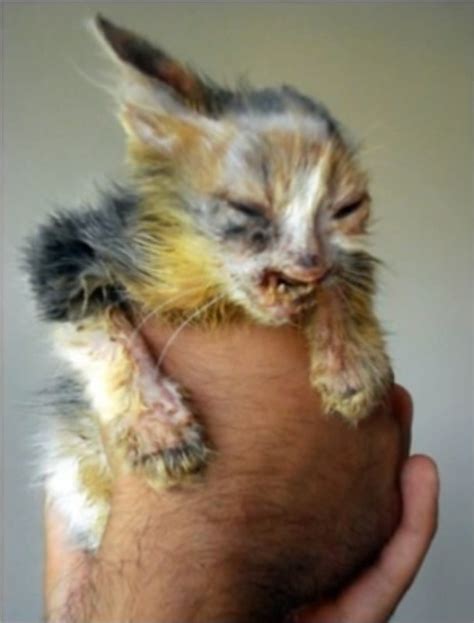 This Deformed Kitten Was Ignored By Everybody.Then A 7-Year-Old Girl Did Something Truly Amazing ...