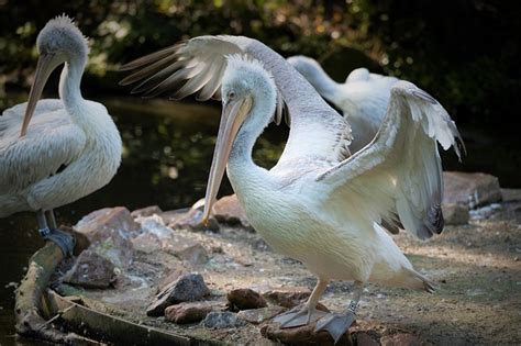 Pelican Bird Zoo - Free photo on Pixabay - Pixabay