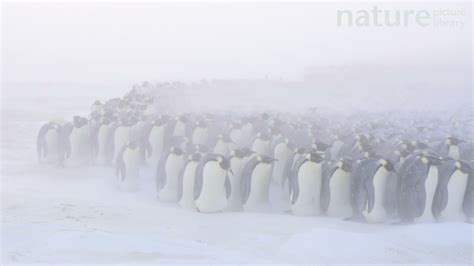 Emperor penguin males in breeding colony incubating eggs, Atka Bay, Antarctica - YouTube