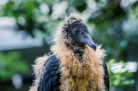 Baby Buzzard | Animals, Buzzard, Photography