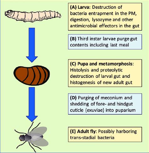 Bacterial interactions with house fly larvae and pupae determine fate... | Download Scientific ...