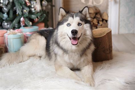 Wooly Siberian Husky: With a Plush Coat and Playful Energy!