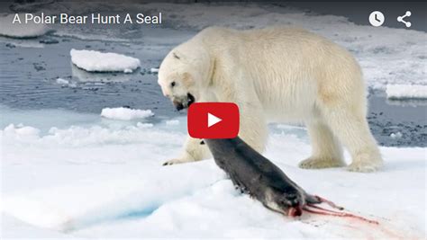 Churchill Video of the Week – Polar Bear Seal Hunt - Churchill Polar Bears