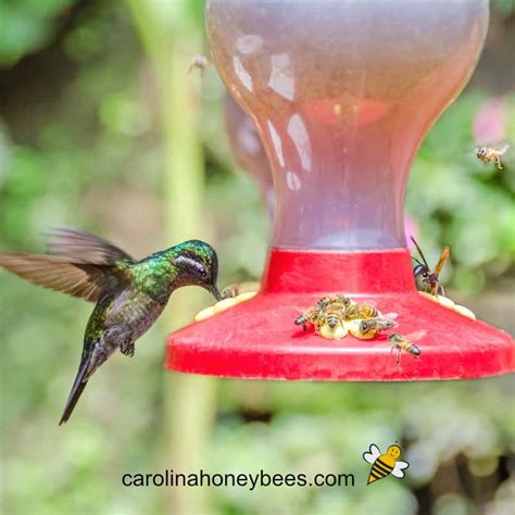 How to Keep Bees Away from Hummingbird Feeders-Carolina Honeybees