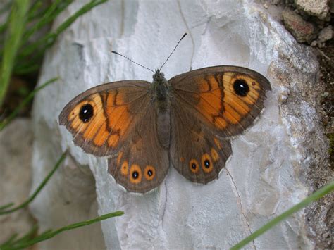 Lasiommata maera (LINNAEUS, 1758) - Tagfalter-Monitoring