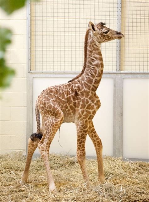 Nashville's Masai Giraffe Delivers Her Second Baby - ZooBorns