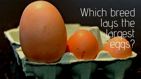 What Chicken Breed Lays The Largest Eggs? - eFowl | Chicken breeds, Egg ...