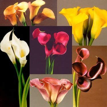 Different Calla Lily Colors, Found on Google years ago | Calla lily ...