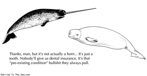 Why narwhals have horns : r/pics