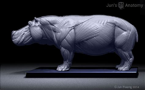 Hippopotamus Anatomy model 1/16th scale - flesh & superficial muscle ...