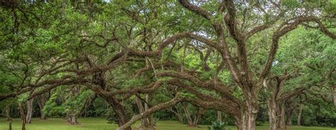 Jungle Gardens beauty on Avery Island | The Heart of Louisiana