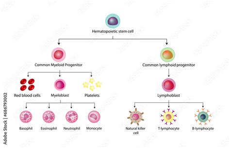 Hematopoiesis, stem cell, common myeloid and lymphoid progenitor cells ...