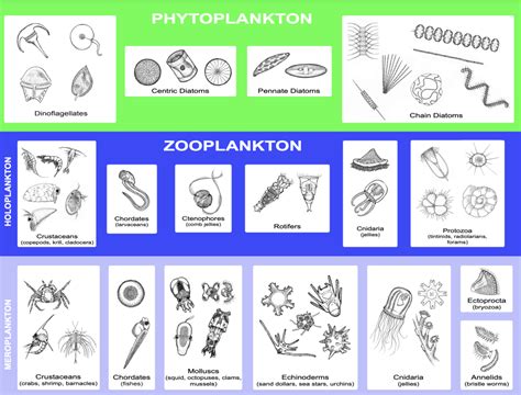 Plankton Identification Chart - O'Neill Sea Odyssey