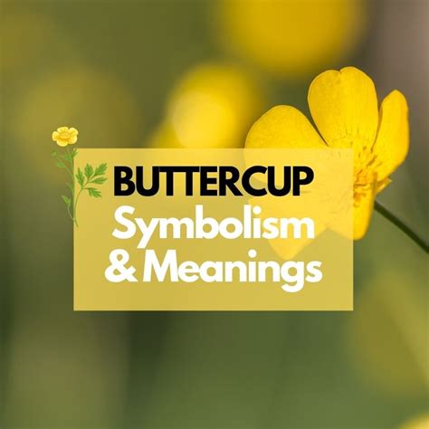 Buttercup Flower: Symbolism, Meanings, and History - Symbol Genie