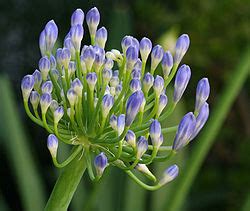 Wikipedia:Featured picture candidates/Image:Agapanthus Postbloom2.jpg - Wikipedia, the free ...