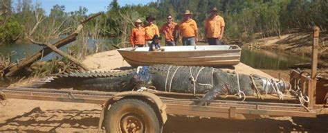 A Gigantic Crocodile Was Just Caught in Australia After 10 Years on The ...