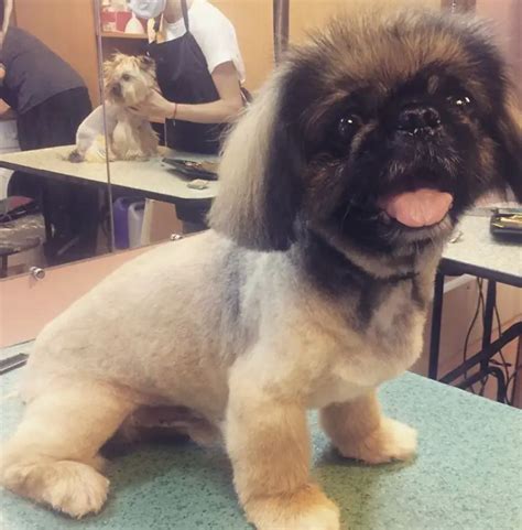 18 Best Pekingese Haircuts for Dog Lovers – Page 2 – The Paws