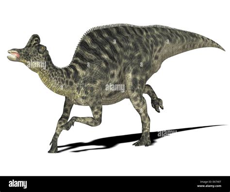 Dinosaurier Velafrons coahuilensis / dinosaur Velafrons coahuilensis Stock Photo - Alamy