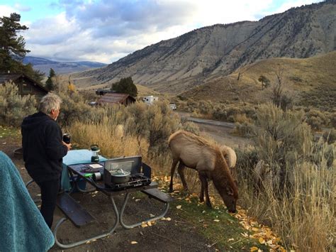 MAMMOTH HOT SPRINGS CAMPGROUND - Updated December 2024 - Yellowstone National Park, Wyoming ...