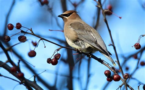 Winter is a hot time for bird-watching in Southeast Michigan