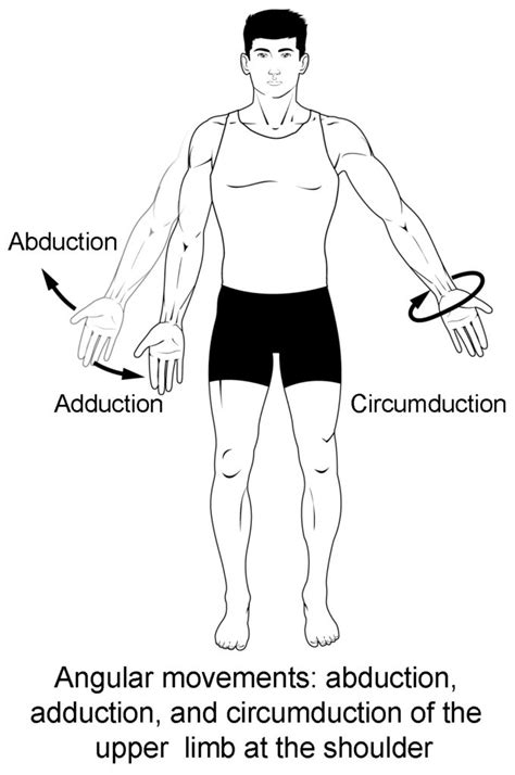 Types of Body Movements | Anatomy and Physiology I