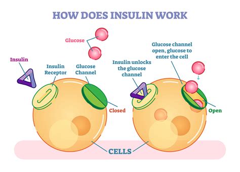 Insulin and Exercise: Understanding the Connection Between Them | Dr. Kells' Weight Loss