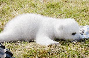 Polar Bear Eating GIF - Find & Share on GIPHY