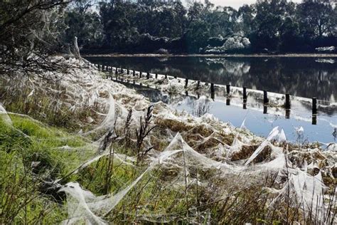 South-western Australia covered in cobwebs | Australian Times