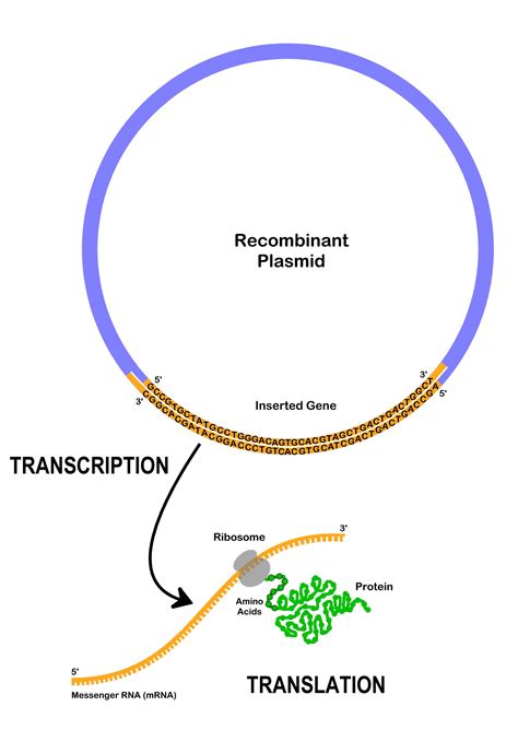 1.13: Transformation - Biology LibreTexts