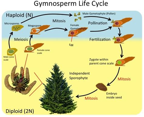 Pinophyta Life Cycle