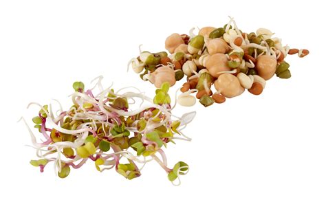 bean sprout cut out isolated transparent background 35211327 PNG
