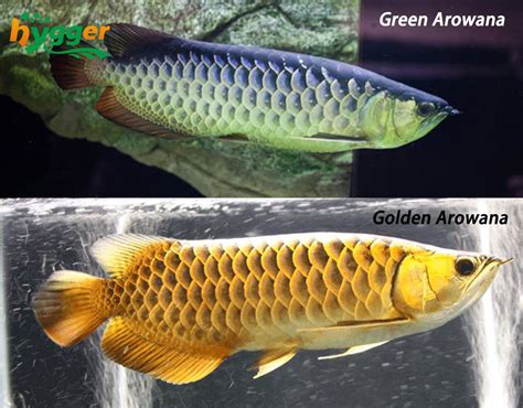 Arowana Fish Male And Female Difference