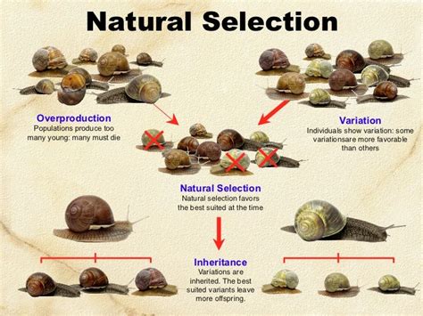 the life cycle of a snail with all its stages and functions labeled in ...