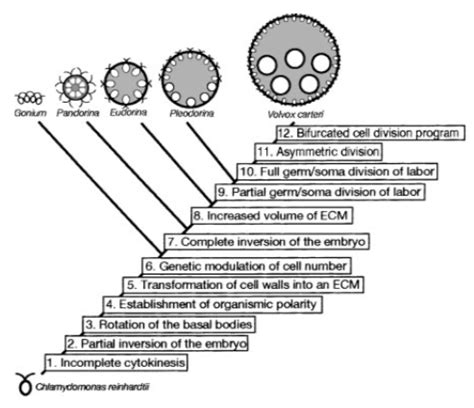 Multicellularity in Science