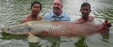 Arapaima size, feed, care and conservation status. - Kaivalaya's Ani ...