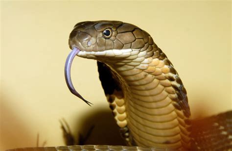 Please, don't hate us: celebrating World Snake Day!