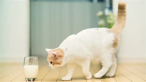 Cat want to drink Milk - Mystery Wallpaper