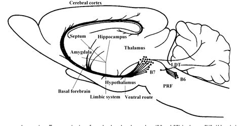 Figure 1 from Serotonin control of sleep-wake behavior. | Semantic Scholar