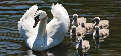 Swan - Spirit Animal, Symbolism And Meaning | Healing With Love And Light