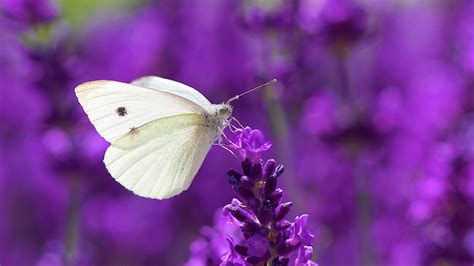 White Butterfly On Lavender - Butterflies Photo (39926315) - Fanpop